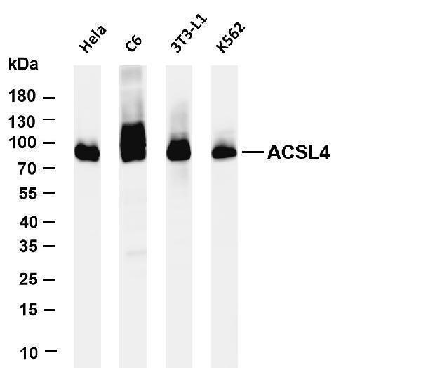 m04372 2 acsl4 primary antibodies wb testing 1
