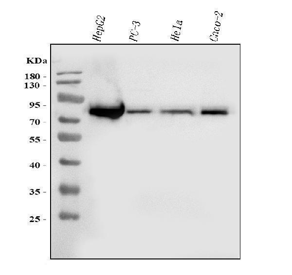  Western blot analysis of FACL4/ACSL4 using anti-FACL4/ACSL4 antibody (M04372)
