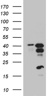 m04379 anti crem mouse monoclonal antibody clone id oti7a2 wb testing 1