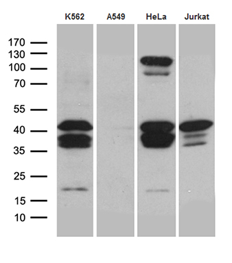 m04379 anti crem mouse monoclonal antibody clone id oti7a2 wb testing 2