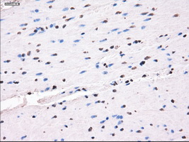 m04381 1 anti lat2 slc7a8 mouse monoclonal antibody clone id oti7d6 ihc testing 12