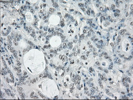m04381 1 anti lat2 slc7a8 mouse monoclonal antibody clone id oti7d6 ihc testing 13