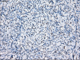 m04381 1 anti lat2 slc7a8 mouse monoclonal antibody clone id oti7d6 ihc testing 3