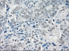 m04381 1 anti lat2 slc7a8 mouse monoclonal antibody clone id oti7d6 ihc testing 4