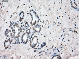 m04381 1 anti lat2 slc7a8 mouse monoclonal antibody clone id oti7d6 ihc testing 5