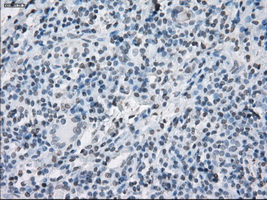m04381 1 anti lat2 slc7a8 mouse monoclonal antibody clone id oti7d6 ihc testing 6