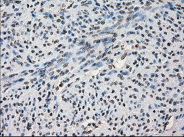 m04381 1 anti lat2 slc7a8 mouse monoclonal antibody clone id oti7d6 ihc testing 7