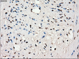 m04381 1 anti lat2 slc7a8 mouse monoclonal antibody clone id oti7d6 ihc testing 9