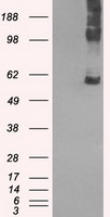 m04381 1 anti lat2 slc7a8 mouse monoclonal antibody clone id oti7d6 wb testing 1