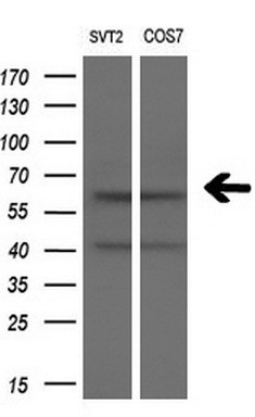 m04381 1 anti lat2 slc7a8 mouse monoclonal antibody clone id oti7d6 wb testing 2