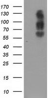 m04381 2 anti lat2 slc7a8 mouse monoclonal antibody clone id oti4a6 wb testing 1