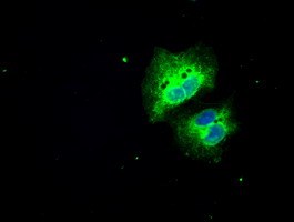 m04381 anti lat2 slc7a8 mouse monoclonal antibody clone id oti5a9 if testing 5