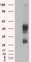 m04381 anti lat2 slc7a8 mouse monoclonal antibody clone id oti5a9 wb testing 1