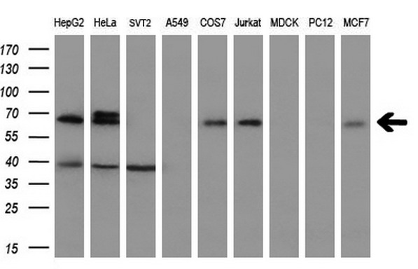 m04381 anti lat2 slc7a8 mouse monoclonal antibody clone id oti5a9 wb testing 2