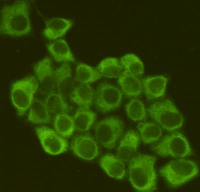 Immunofluorescent analysis of Hela cells fixed by anhydrous methanol for 2 h at -20℃ and using anti-eIF2α mouse mAb (dilution 1:200)