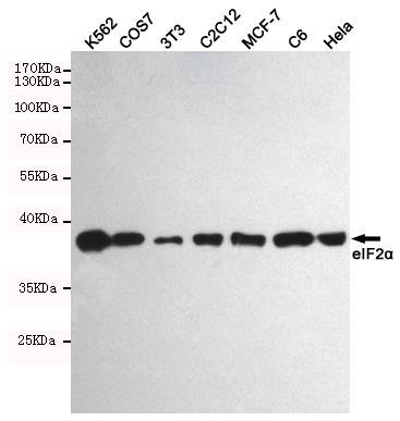 Western blot detection of eIF2α in K562,COS7,3T3, C2C12,MCF-7,C6 and Hela cell lysates using eIF2α mouse mAb (1:1000 diluted)
