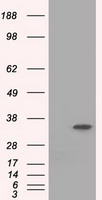 m04387 3 anti elf2 alpha eif2s1 mouse monoclonal antibody clone id oti3h7 wb testing 1