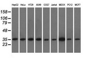 m04387 3 anti elf2 alpha eif2s1 mouse monoclonal antibody clone id oti3h7 wb testing 2