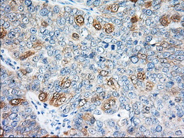 m04387 4 anti elf2 alpha eif2s1 mouse monoclonal antibody clone id oti5a5 ihc testing 3