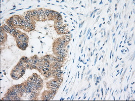 m04387 4 anti elf2 alpha eif2s1 mouse monoclonal antibody clone id oti5a5 ihc testing 4