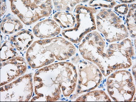 m04387 4 anti elf2 alpha eif2s1 mouse monoclonal antibody clone id oti5a5 ihc testing 5