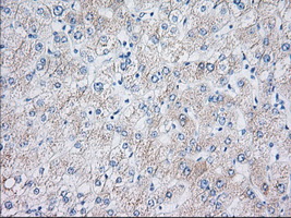 m04387 4 anti elf2 alpha eif2s1 mouse monoclonal antibody clone id oti5a5 ihc testing 6