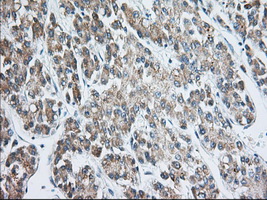 m04387 4 anti elf2 alpha eif2s1 mouse monoclonal antibody clone id oti5a5 ihc testing 7
