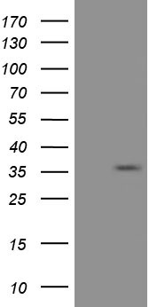 m04387 4 anti elf2 alpha eif2s1 mouse monoclonal antibody clone id oti5a5 wb testing 1