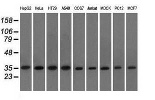 m04387 4 anti elf2 alpha eif2s1 mouse monoclonal antibody clone id oti5a5 wb testing 2