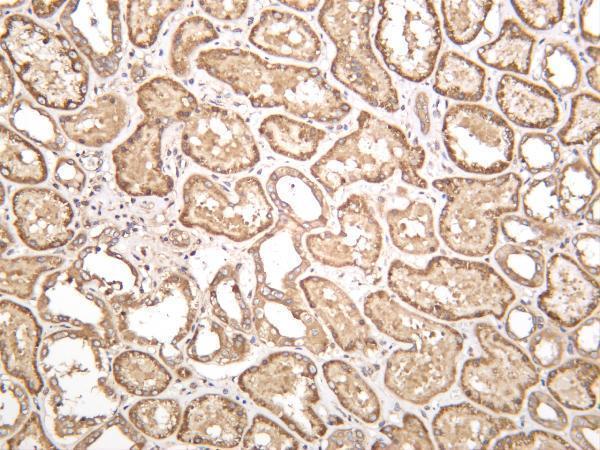 Human kidney was stained with anti-eIF2α rabbit antibody