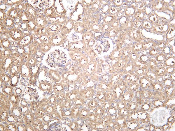 Rat kidney was stained with anti-eIF2α rabbit antibody