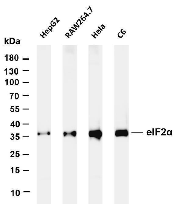 m04387 6 eif2s1 primary antibodies wb testing 1