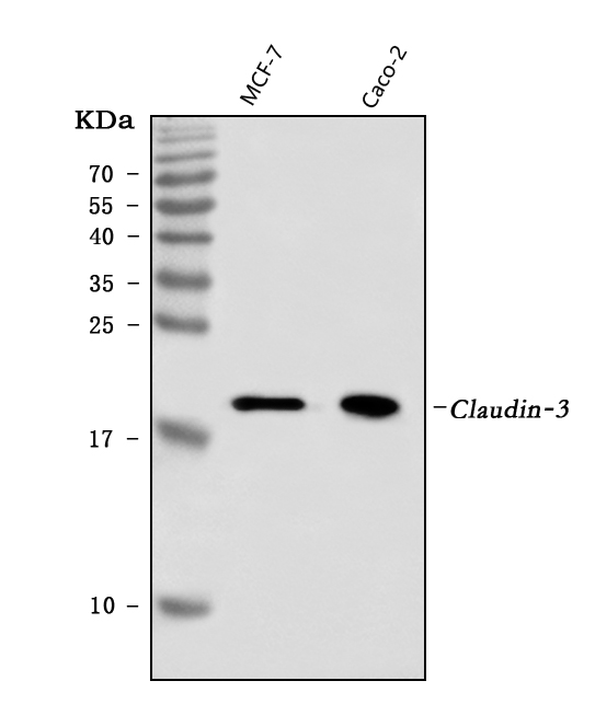  Western blot analysis of Claudin 3/CLDN3 using anti-Claudin 3/CLDN3 antibody (M04393-2)