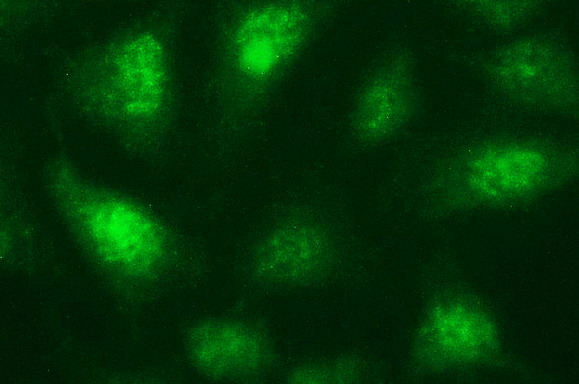 m04394 anti necdin ndn mouse monoclonal antibody clone id oti5d1 if testing 18