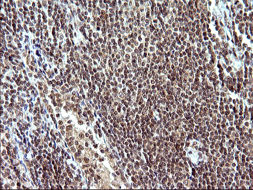 m04394 anti necdin ndn mouse monoclonal antibody clone id oti5d1 ihc testing 13