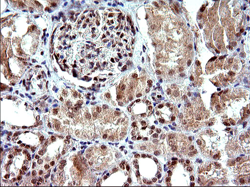 m04394 anti necdin ndn mouse monoclonal antibody clone id oti5d1 ihc testing 16