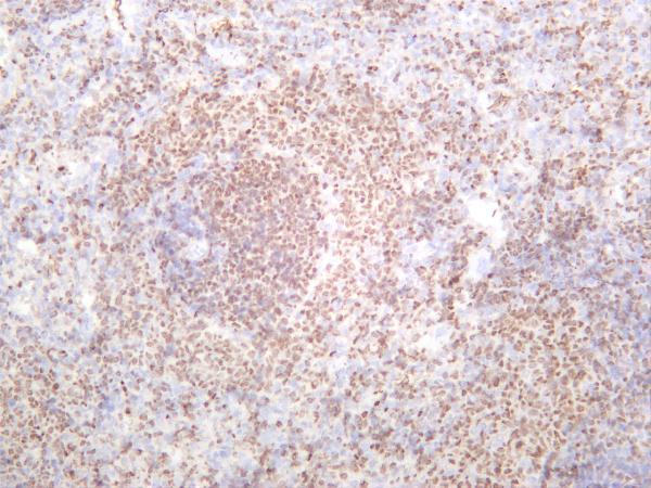 Rat spleen was stained with anti-Oct-2 rabbit antibody