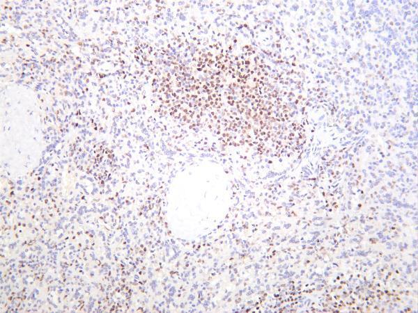 Human spleen was stained with anti-Oct-2 rabbit antibody