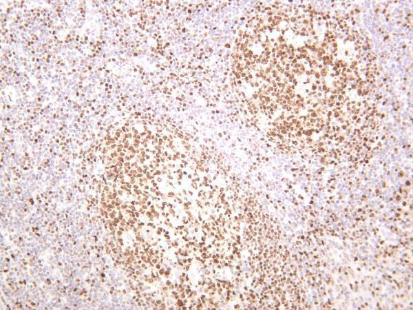 Human tonsil was stained with anti-Oct-2 rabbit antibody