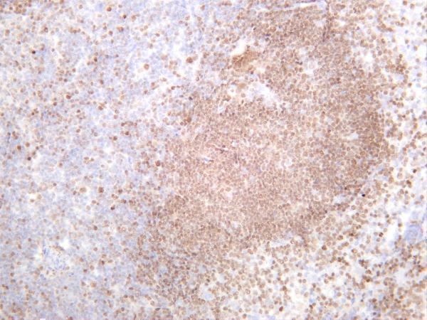 m04407 3 pou2f2 primary antibodies ihc testing 4