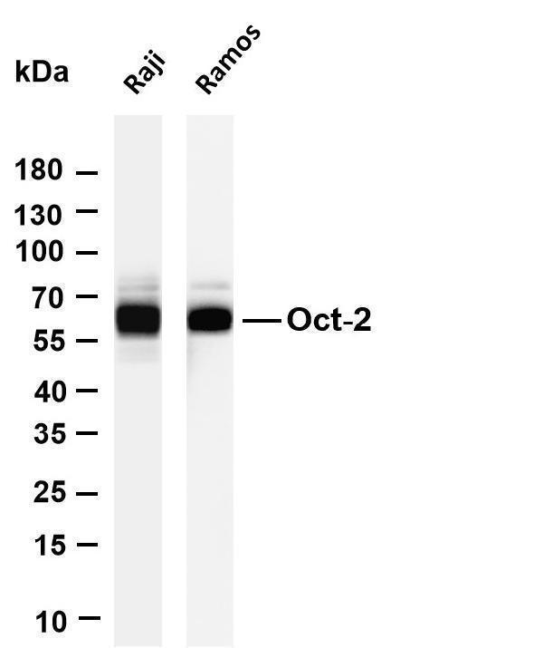 m04407 3 pou2f2 primary antibodies wb testing 1