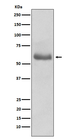 Western blot analysis of Oct-2 expression in Ramos cell lysate