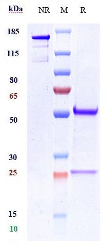 Anti-CDH11/Cadherin-11 Reference Antibody (RG6125) on SDS-PAGE under reducing (R) condition