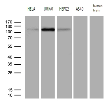 Western blot analysis of extracts (35ug) from 4 different cell lines and human brain tissue lysate by using anti-PMS1 monoclonal antibody (1:500)