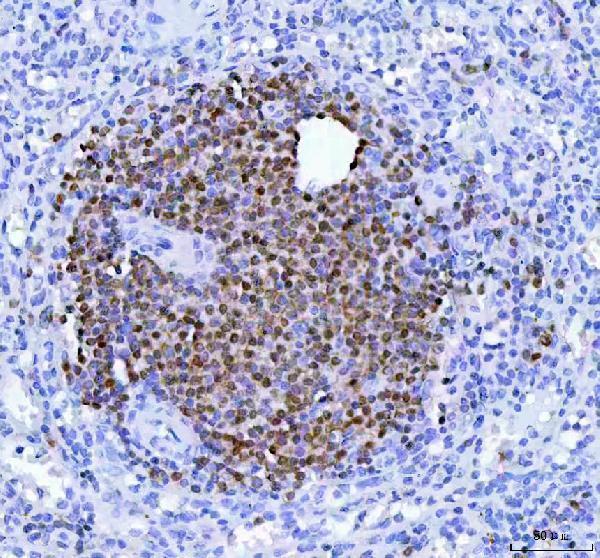  IHC analysis of POU2AF1 using anti-POU2AF1 antibody (M04431)