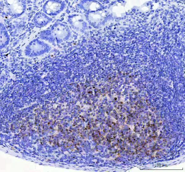 m04431 pou2af1 primary antibodies ihc testing 5