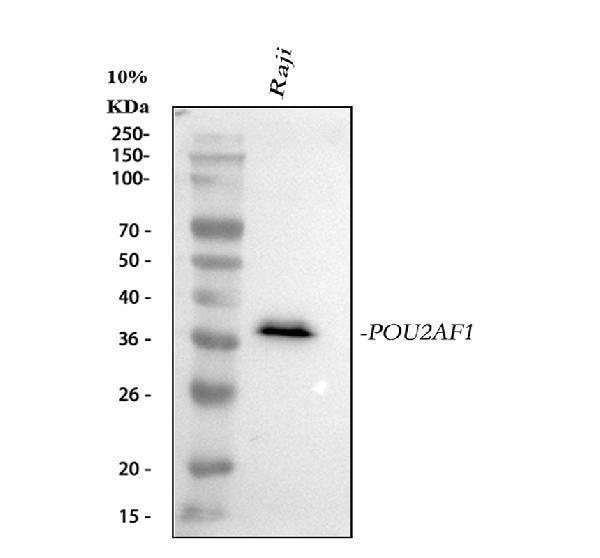  Western blot analysis of POU2AF1 using anti-POU2AF1 antibody (M04431)