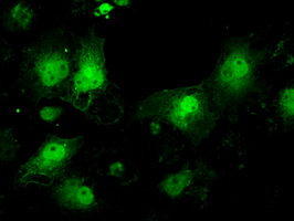 Anti-ILF2 mouse monoclonal antibody (M04443) immunofluorescent staining of COS7 cells transiently transfected by pCMV6-ENTRY ILF2