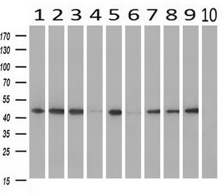 m04443 anti ilf2 mouse monoclonal antibody clone id oti6f1 wb testing 2