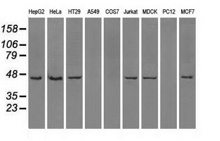 m04443 anti ilf2 mouse monoclonal antibody clone id oti6f1 wb testing 3